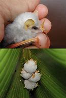 Image result for albinos bats costa rica