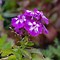 Image result for Phlox paniculata Amethyst