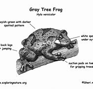 Image result for Pepe the Frog Gypsy