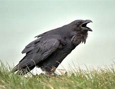 Image result for Black Red Raven