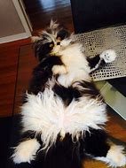 Image result for ahincat