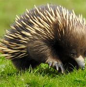 Image result for Echidna Tribe