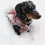Image result for Snow Dachshund Phone Wallpaper Samsung Galaxy