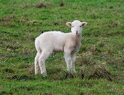 Image result for Lamb Brockhampton