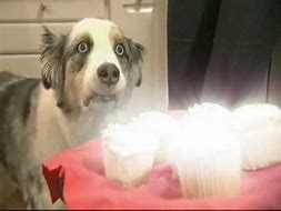 Image result for Dog Pooping Cupcake