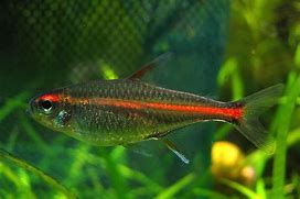 Image result for GlowLight Tetra Fish