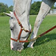 Image result for Retractable Horse Leash