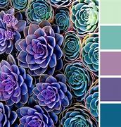 Image result for Black and Purple Roses Flowers