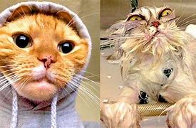 Image result for Funny Dank Cat Memes