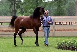 Image result for Most Famous Arabian Horse