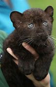 Image result for Puma Black Panther