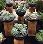 Image result for Plant Exhibition