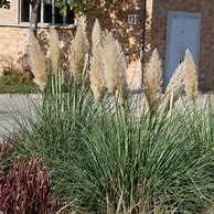 Image result for Cortaderia selloana Evita