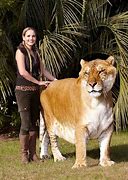Image result for Guinness World Record Largest Animal