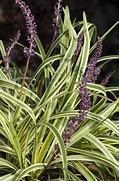 Image result for Liriope muscari Silvery Sunproof