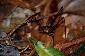 Image result for Rhaphidophoridae