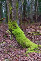 Image result for Green Moss Growing On Trees