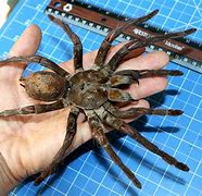 Image result for The Biggest Spider Goliath Birdeater