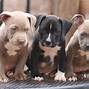 Image result for Different Types of Pitbull Dogs