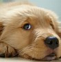 Image result for Cute Puppy Dog Face