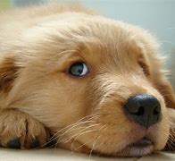 Image result for World's Cutest Puppy Ever