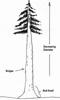 Image result for Tree Diameter Chart