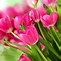 Image result for 99 Pink Tulips