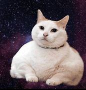 Image result for Crazy Space Cat