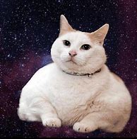 Image result for Cat in Space Helmet