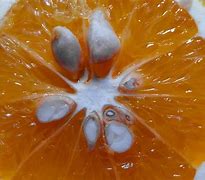 Image result for Orange Fruit with Big Seed Inside