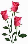 Image result for Dark Pink Roses Background Clip Art