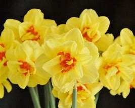 Bildergebnis für Narcissus Ascot