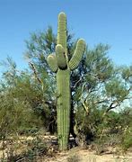 Image result for Desert Perspective Art Cactus