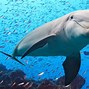 Image result for Pacific Ocean Dolphin