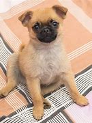 Image result for Show Me a Picture of a Pug Pomeranian Mix