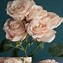 Image result for Champagne Rose Variety