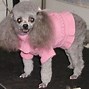 Image result for Funny Dog with Hair Ball On It