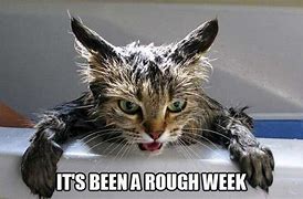 Image result for Rough Week Cute Animal Image