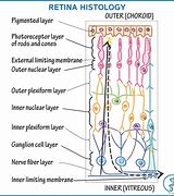 Image result for 12 Layers of the Retina Diagram