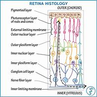 Image result for Histology of Retina Labeled