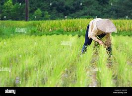 Transplant rice seedlings 的图像结果