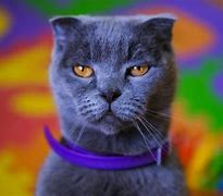 Image result for Brother Calm Cat