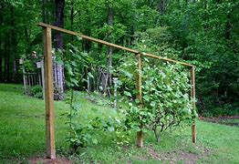 Image result for Growing a Vine On a Post