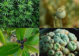 Image result for Types of Narcotic Drugs