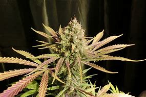 Image result for Amnesia Lemon Strain