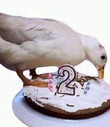 Image result for Funny Happy Birthday Duck