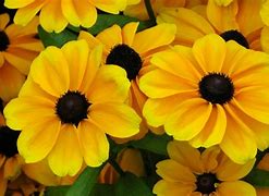 Image result for Soft Summer Yellow S