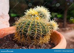 Image result for Cactus Single Scenery