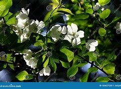 Image result for Apple Tree White Flower