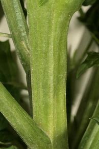 chenopodium_hybridum に対する画像結果
